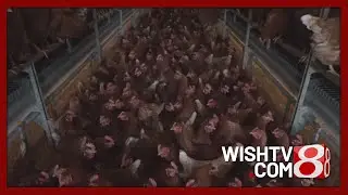 2.8 million chickens killed as bird flu hits Jackson County farm