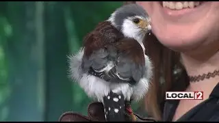Wild Wednesday: Tanzi the pygmy falcon from the Cincinnati Zoo