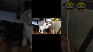 petty lover❤️❤️, cat cat, cats, pets lover, cat lover, cat love, cat love