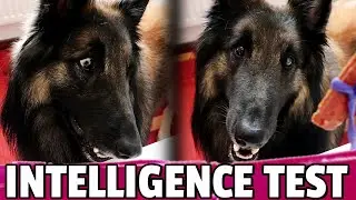 Dog Problem Solving Test - Testing my Belgian Shepherd's Intelligence