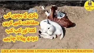 Bakri ke Bacho Ko kab Or Kitna Doodh Pilana Chahye |Bakri ke Chotey Bacho ki Hifazat Kasey Karhain ?