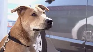 Prevent Boredom & Destruction 🐾 Engaging Dog TV for Home (Live)