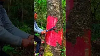 The most expensive wood in the world