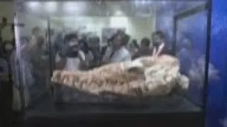 36-million-year-old cetacean fossil found in Peru