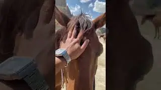 Cappadocia beautiful heaven hidden place horses 🐎 | turkey 🇹🇷 |cappadocia|