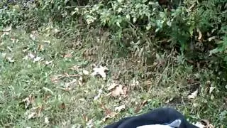 Nature II pt 3