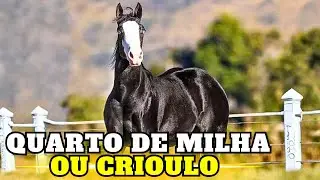 QUARTO de MILHA ou CRIOULO: quem realmente REINA na LIDA do GADO?