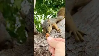 Her secret spot Squirrel Girl Baby G2 arrives #animals #cute #feed #homemade #recipe #india #fyp #op