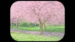 [R] Blue Sky Cherry Blossoms (AOD_Live)