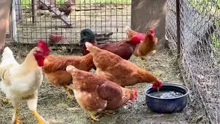 L’Harmonie du Monde Animal: Beauté, Instincts et Équilibre de la Nature.