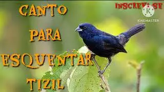 esquente seu tiziu