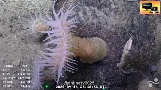 Resumen 9/17/25 - Estaci&oacute;n Esperanza , El Rov SuBastian en el fondo del mar, Uruguay ‪#uruguaysub200