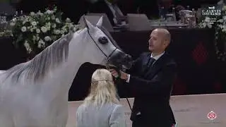 N 125 BW DEEMA   Abu Dhabi International AHC 2025   Mares 4+ Years Old Section A Class 4A