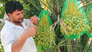 Fresh Naghal Dates from farm in UAE by organic food channel. Dates harvesting in UAE