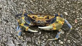 Golden Silk Purple Crab