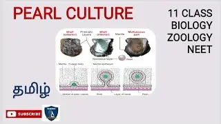 Pearl Culture in Tamil | Trends in Economic Zoology| Zoology | Class 11 | NEET | TNSCERT