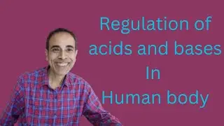 Regulation of acids and bases in human body