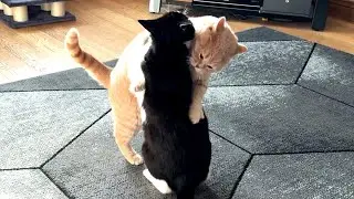 Cat Fight