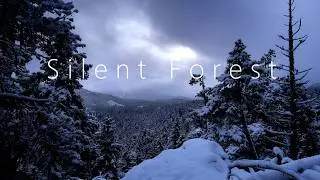Silence | Snow Gently Falling in a Quiet Forest