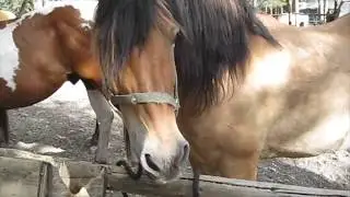Banff National Park Horse Riding and Camping Trip