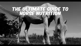 The Ultimate Guide to Horse Nutrition