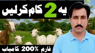 Only two things will make you successful in goat farming||DHOOL GOAT FARM