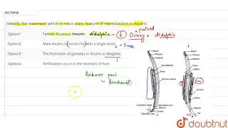 Identify the statement which is not a silent feature of reproduction in Ascaris