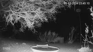 Hooded Skunk - Rare Visit