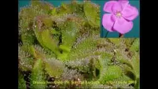 ICPS conference 2010, Allen Lowrie on Australian Drosera