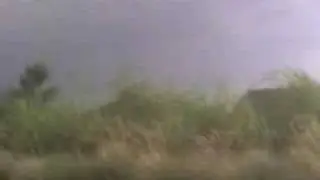 beats in bushes