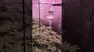 DWC  🪴💚 #cannabiseducation   #cannabisdaily   #plant   #cannabiscommunity420  #hydroponic