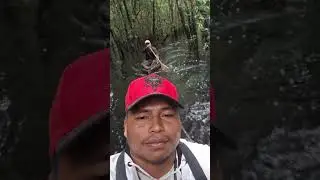 Indo atr&aacute;s de guariba