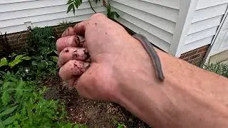 Rough Earth Snake- NC Native Snake, Haldea striatula