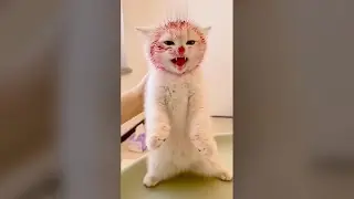 Cute Cat Eating Dragon Fruit - Funny Cat Videos 🐾