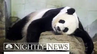 Panda-monium: Why the Twin Pandas Cubs Are Reason to Celebrate | NBC Nightly News