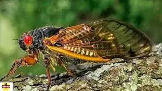 Animal Sound Clips (No Copyright issue)
