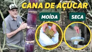 MATÉRIA SECA - silagem de cana - primeiro teste