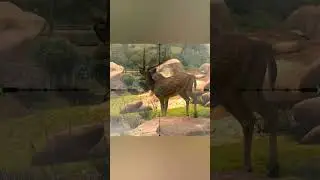 One shot one kill 🎯 Took down legendary Deer in way of hunter&mdash;#Hunting #Wildlife #GameOn#animals