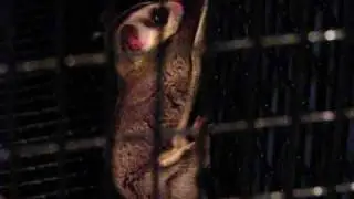 Sick WFB sugar Glider HLP, (shaking, twitching)