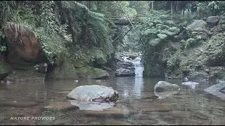 Nature Sounds, Forest Sounds, Sound of Water Relaxation Mindfulness Meditation #NatureProvides
