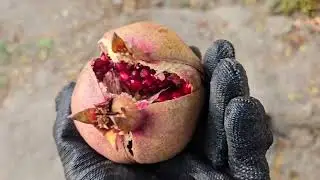 Iranian Garden | Autumn Pomegranate Harvest 🍎 🍂✨