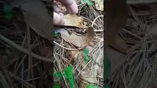 Rare Red Jumping Spider