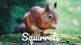 Relaxing Music For Stress Relief - Squirrels - 3 HOURS of Calming Meditation Study Sleep Music