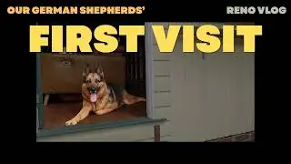 Dog&rsquo;s First Visit to the New House&hellip; Send Help 🐶 | Renovating Our Brisbane Cottage