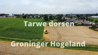 Graanoogst in augustus 2022, de maand van het tarwe dorsen op het Groninger Hogeland