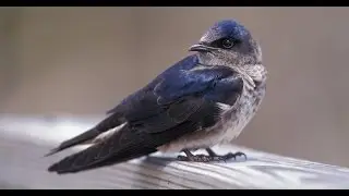 Hey birders! Special birdhouse to attract Purple Martin&rsquo;s now up in Fife park