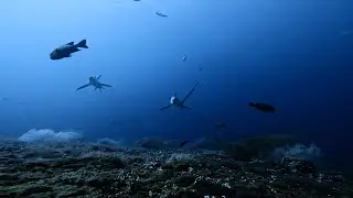 Kemod, Malapascua