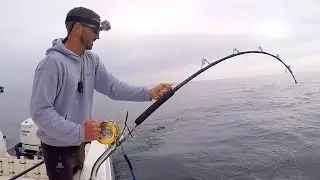 I Caught a 700 Pound Bluefin Tuna...