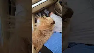 Dog's hair caught in a vortex