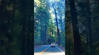california 299 #shorts